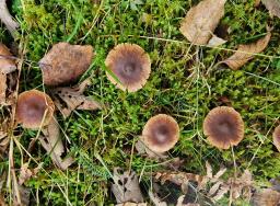 Cortinarius umbrinolens