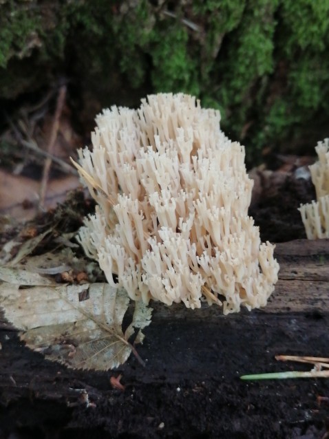 Artomyces pyxidatus