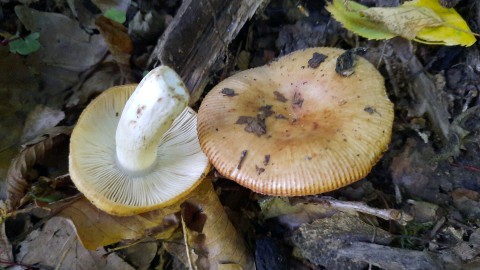 Russula grata