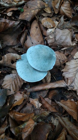 Clitocybe odora