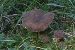 Lactarius picinus