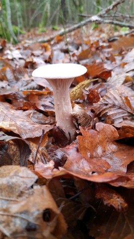 Infundibulicybe geotropa