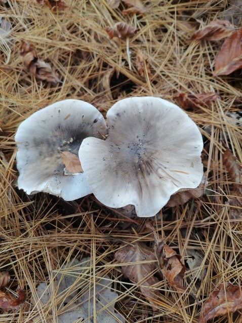 Tricholoma portentosum