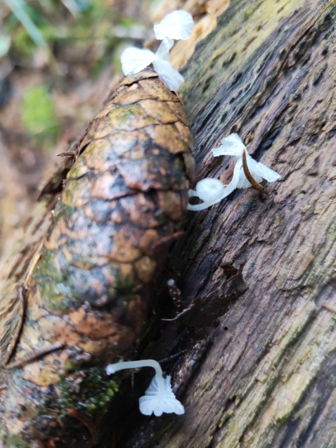 Delicatula integrella