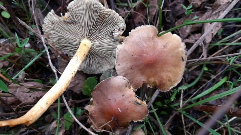 Hypholoma lateritium