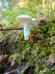 Hygrophorus cossus