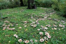 Lactarius controversus