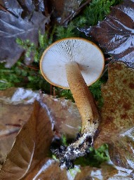 Tricholoma aurantium