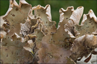 Peltigera aphthosa