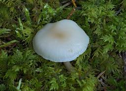 Clitocybe fragrans
