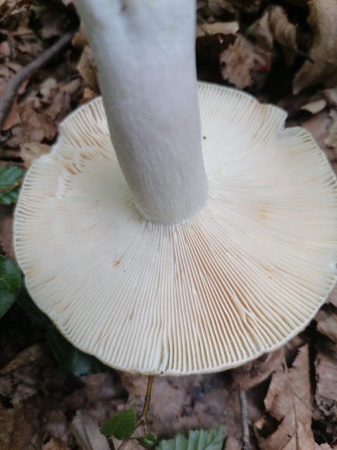 Russula pseudoaeruginea