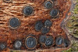 Massaria conspurcata