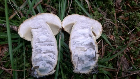 Gyroporus cyanescens