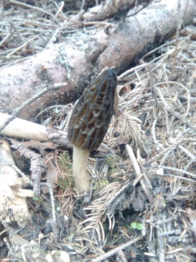 Morchella conica