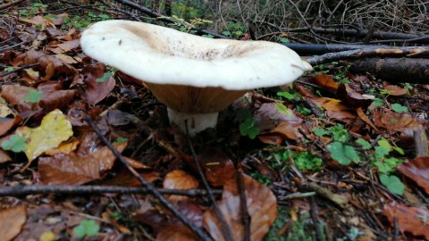 Lactifluus vellereus