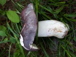 Russula langei