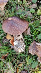 Leccinum scabrum