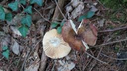 Russula integra