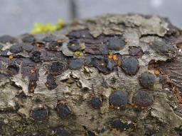 Orbilia xanthoguttulata