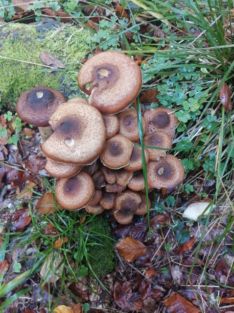 Armillaria ostoyae