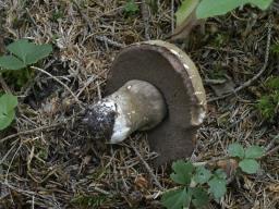 Porphyrellus porphyrosporus