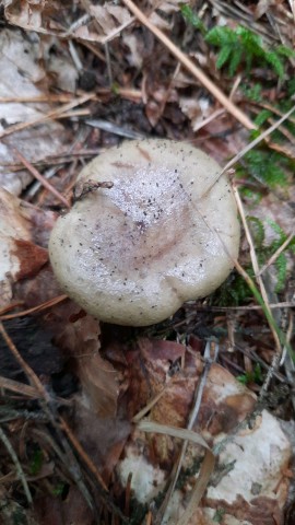 Lactarius blennius