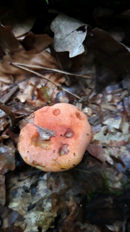 Rheubarbariboletus armeniacus