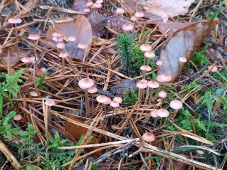 Mycena rosella