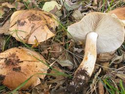 Tricholoma populinum