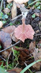 Laccaria laccata