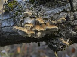 Trametes trogii