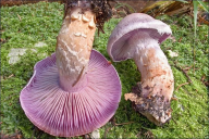 Cortinarius camphoratus