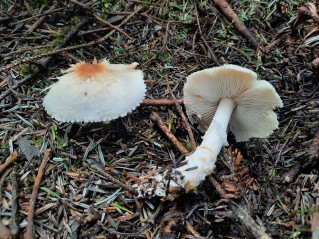 Lepiota ignivolvata