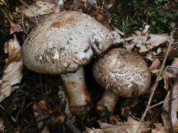 Agaricus bisporus