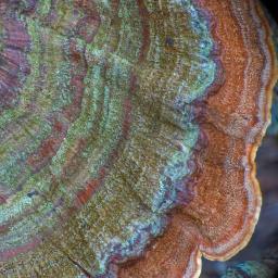 Stereum subtomentosum