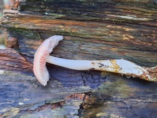 Mycena rosea