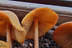 Conocybe aurea