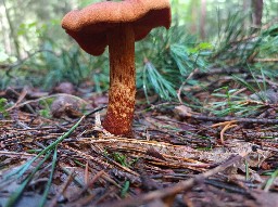 Cortinarius rubellus