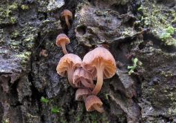 Mycena meliigena