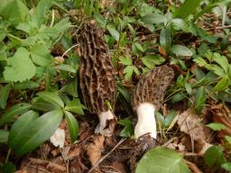 Morchella costata