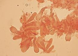 Lyophyllum fibrosipes