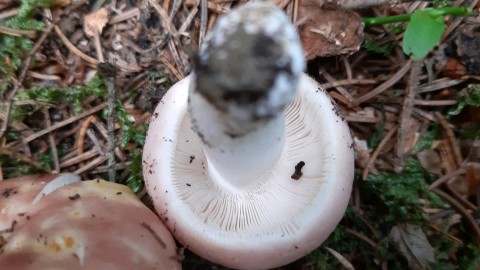 Russula vesca