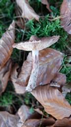 Inocybe lanuginosa