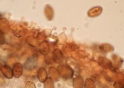Conocybe rickenii