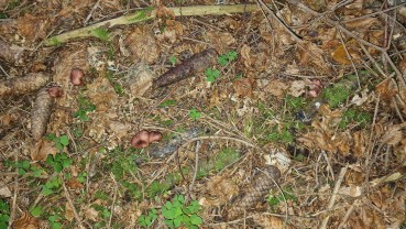 Hygrophorus capreolarius