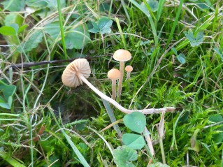 Galerina graminea