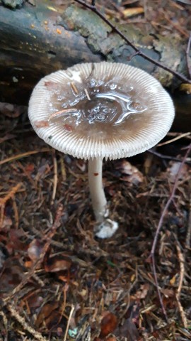 Amanita battarrae