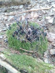 Xylaria hypoxylon