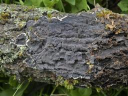Peniophora rufomarginata