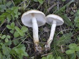 Pholiota lubrica